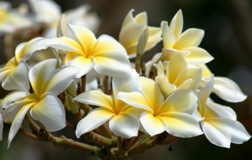 ICC Hawaii